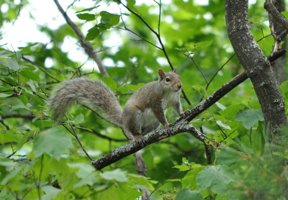 Spotting Image 1
