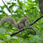 Eastern Gray squirrel