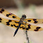 Graphic Flutterer Dragonfly