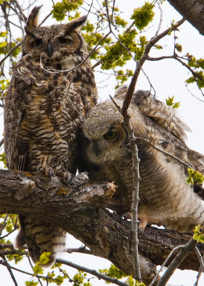Spotting Image 1