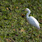 Snowy Egret