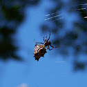 Spined Micrathena