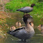 Australian Wood Duck