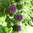 Bee