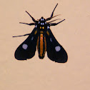 Metallica (no common name)