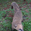 Quati (or Coati) -  Nasua nasua