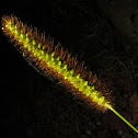 Knotroot Foxtail