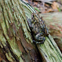 American Toad