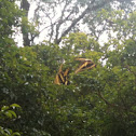 Thoas Swallowtail or King Swallowtail