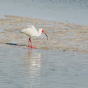White Ibis