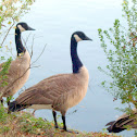 Canadian geese