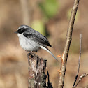 Grey Bush Chat