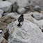Little forktail