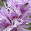 Orchis italica
