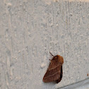 Eastern Tent Caterpillar Moth