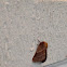 Eastern Tent Caterpillar Moth