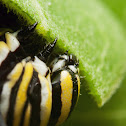 Monarch Butterfly Caterpillar