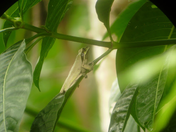 Spotting Image 1