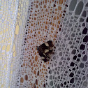 Four spotted moth (Ackerwinden-Trauereule)