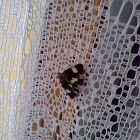 Four spotted moth (Ackerwinden-Trauereule)