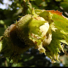 Hazel Nut