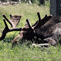Moose