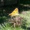 Peck's skipper
