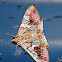 Pyralidae Moth Agrioglypta sp