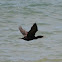 Double-Crested Cormorant