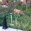 White Tailed Deer