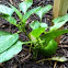 Bell Pepper plant & fruit