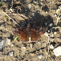 Juvenal's Duskywing