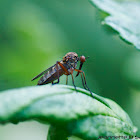 Dance Fly