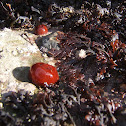 Sea anemone