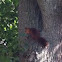 Red squirrel