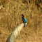White-throated Kingfisher