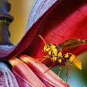 Wasp