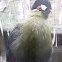 Hartlaub's Turaco