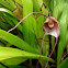 Dracula orchid