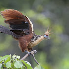 Hoatzin