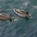 Mallard Duck