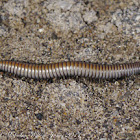  Millipede
