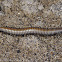  Millipede