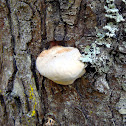 fungus