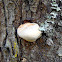 fungus