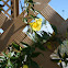 carolina jasmine