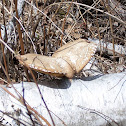 Birch Bracket