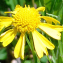Bitter Sneezeweed