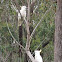 Sulphur-crested Cockatoo