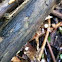 Pinwheel mushroom 